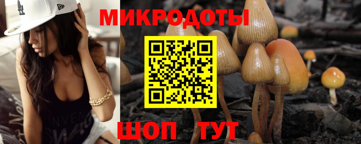 Псилоцибиновые грибы Psilocybine cubensis Новороссийск